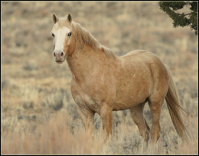 Wondering Inferno, étalon Mustang 2ajnx5j