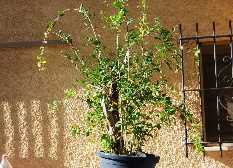 Yamadori pomegranate (Punica granatum) 344xlpg