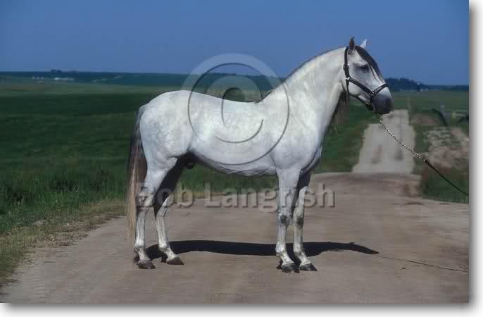 Lusitano... A1mgco