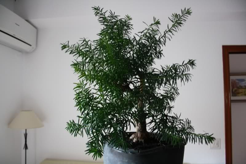 TEJO (Taxus Baccata).- Adzt6d