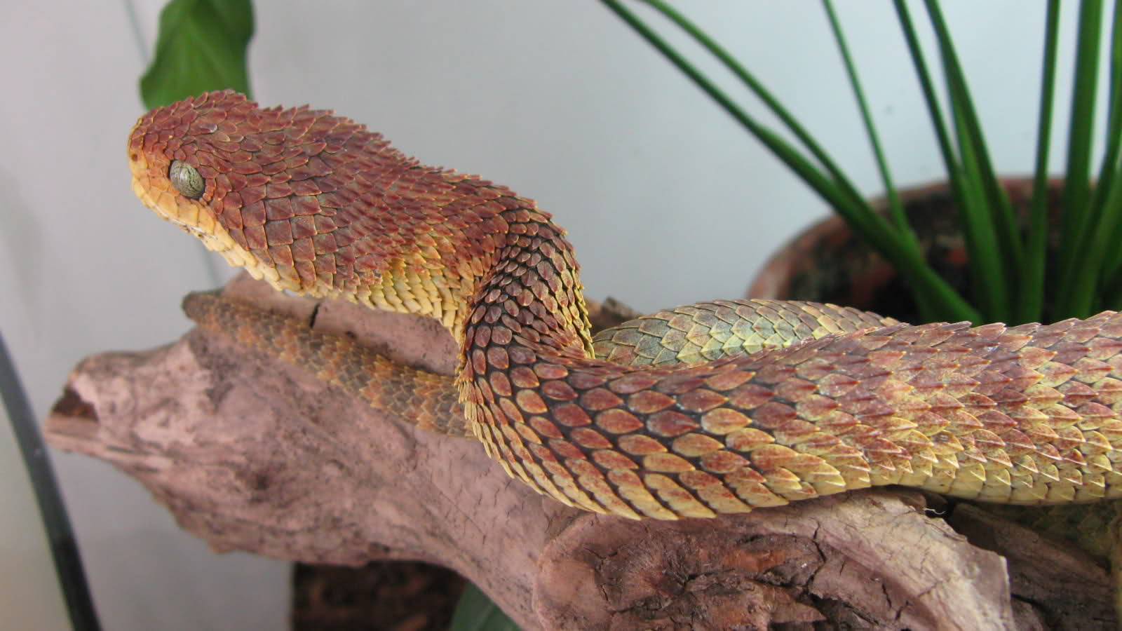 My Atheris Chlorechis and Squamigera F2k47c