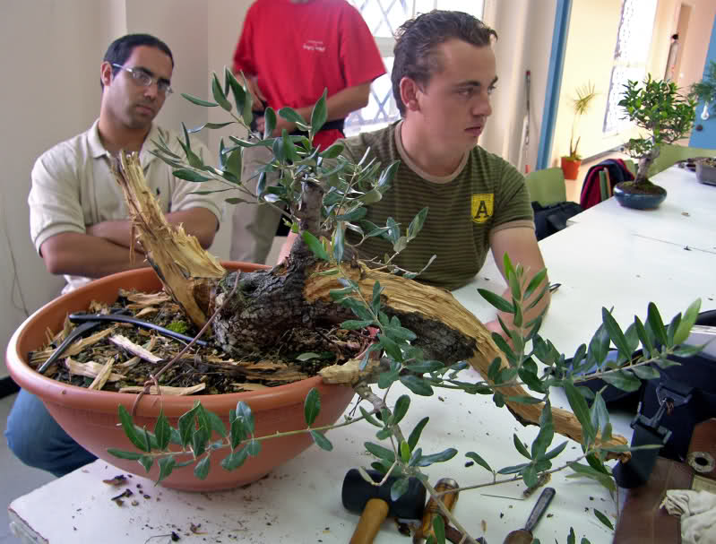 asociación de Bonsai "el Taray" San Fernando (Cadiz) - Página 20 11hfh5j