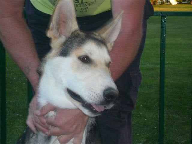 Cachorro de 6 meses. Cruce de pastor alemn y husky, precioso. Ya lo han dejado en la calle. Difundid. Se encuentra en Toledo. Hvdvsx