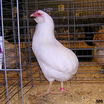 Araucana Champion Stockton USA 2009 Iprxfl