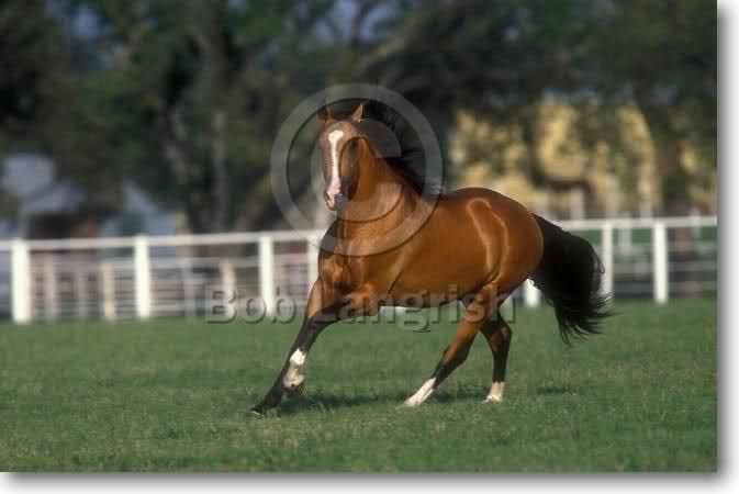 Lusitano... 103wf1w