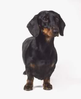 Dachshund (Teckel) 33079kx