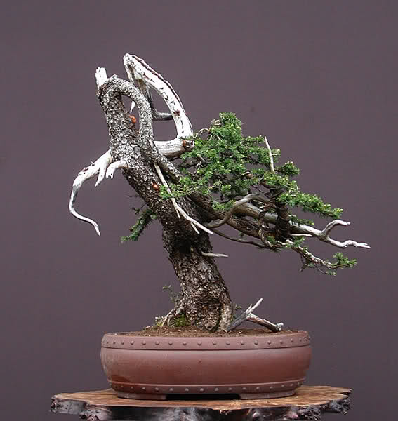 Walter Pall Para m, la vida sin el Bonsai es inconcebible F1gz9w