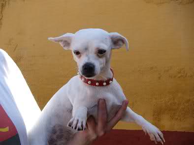 NELIE perrita cruce chihuahua 1 añito ALMERIA adoptadaaaaa F9qetk