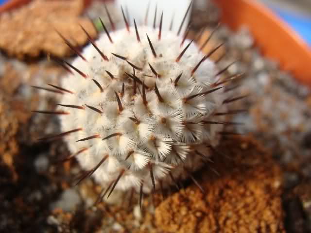 Mammillaria perezdelarosae ssp.andersoniana Otojg1