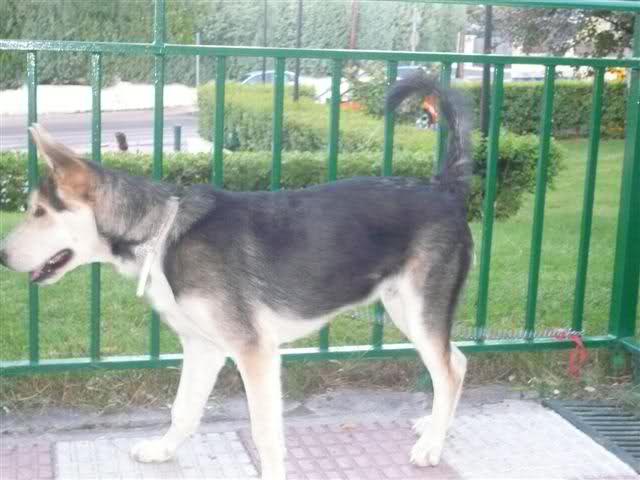 Cachorro de 6 meses. Cruce de pastor alemn y husky, precioso. Ya lo han dejado en la calle. Difundid. Se encuentra en Toledo. 28cf2gm