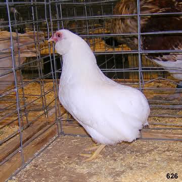 Araucana Champion Stockton USA 2009 6f886x