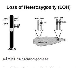 mutación C677T de la MTHFR  hetero(I y II PARTE)   294gkds