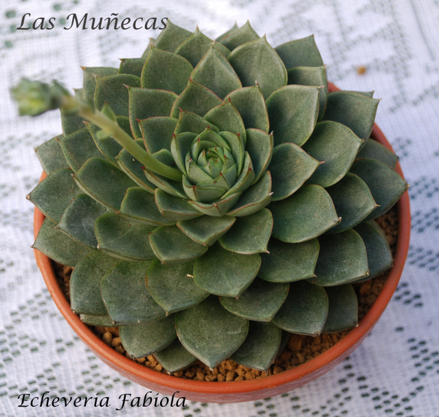 PLANTAS DE LAS MUÑECAS - Página 18 11j8cjl