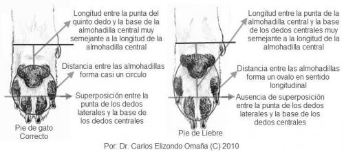 MORFOLOGÍA Y ESTANDAR DEL BF 15f536a