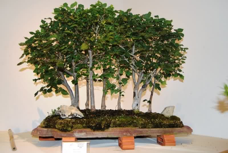 Alicante IX Bonsai Club annual show at the House of Culture Mutxamel - Alicante, Spain. 2rp9t0m