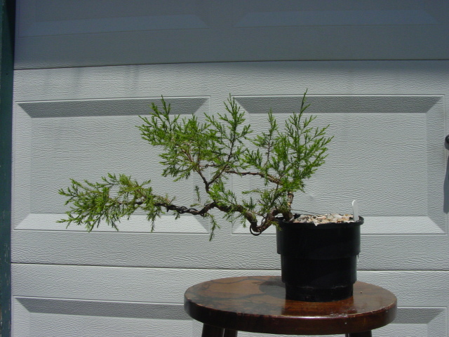 You still have your first bonsai?  - Page 2 Elbp1e