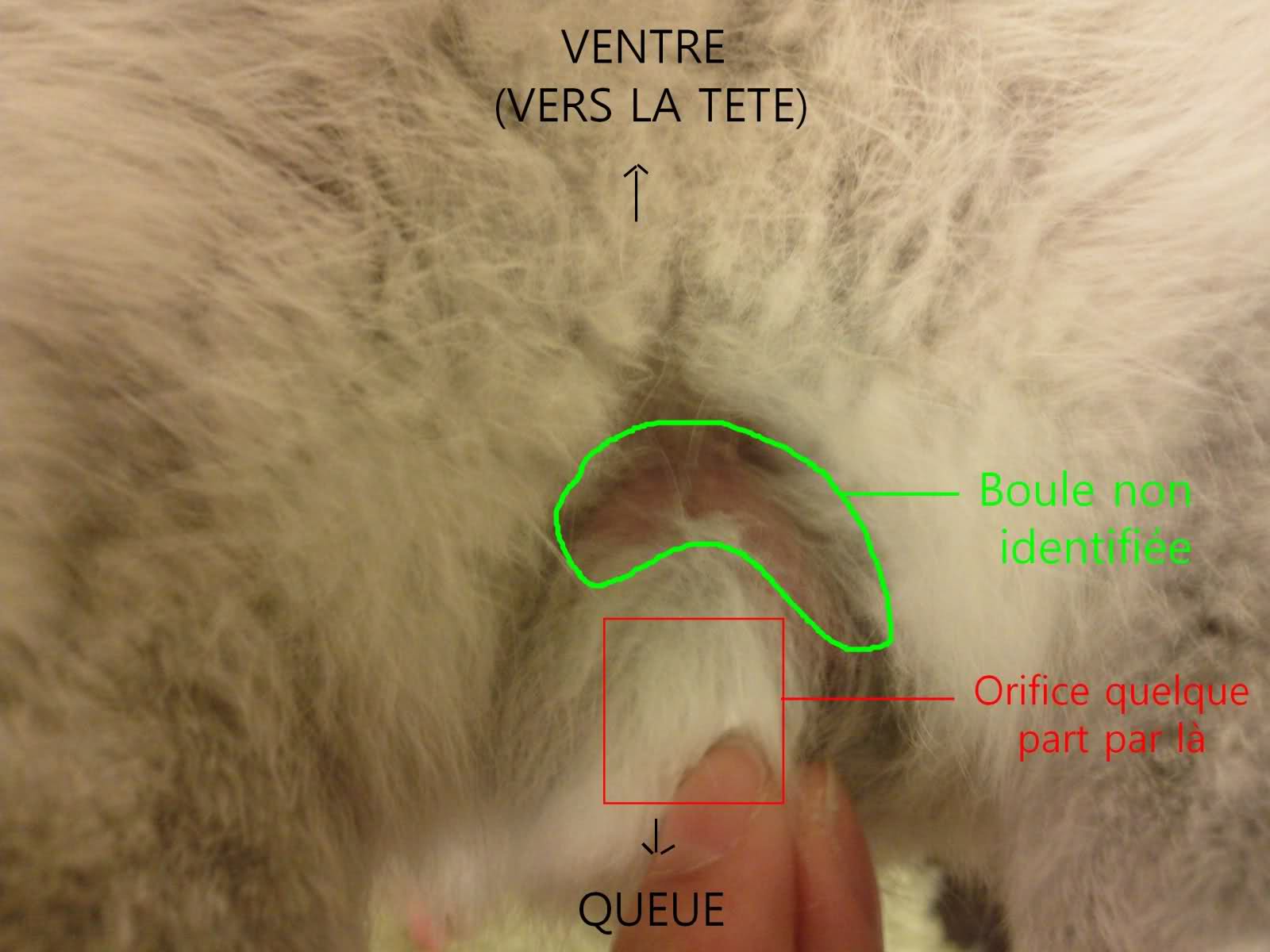 Les testicules d'un lapin Lzjt1