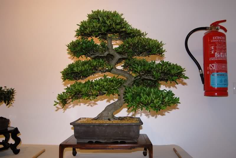 Alicante IX Bonsai Club annual show at the House of Culture Mutxamel - Alicante, Spain. Nwhvkp