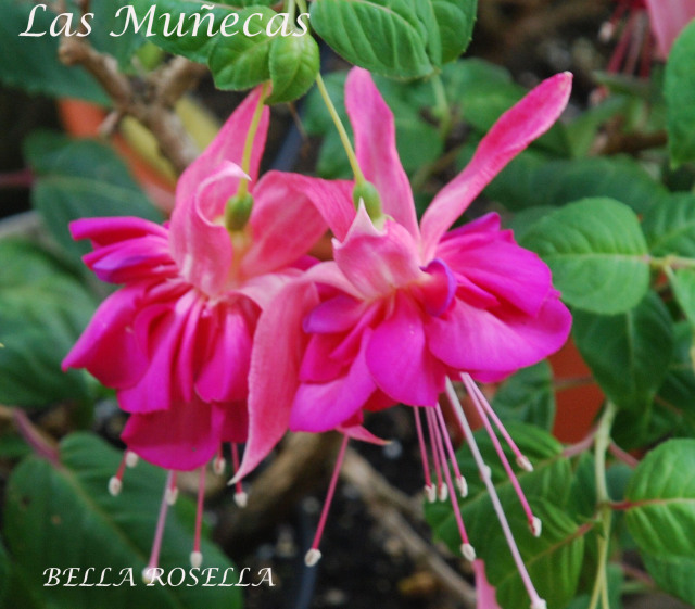 FUCHSIAS DE LAS MUÑECAS - Página 8 Sxeozo