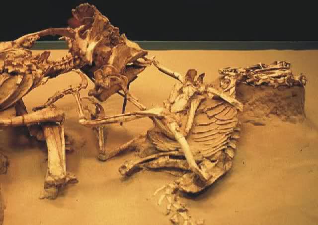 Lucha a Muerte Velociraptor-Protoceratops 11hv3hg