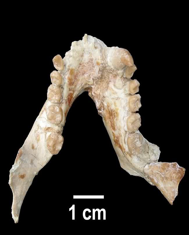 Pliopithecus canmatensis, nueva especie de primate de 11 millones de años 1zx5kyw