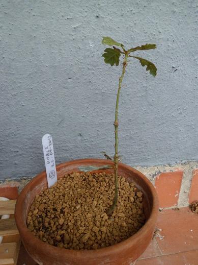 ¿Se estará muriendo este plantón de Arce? 2vvqtyc