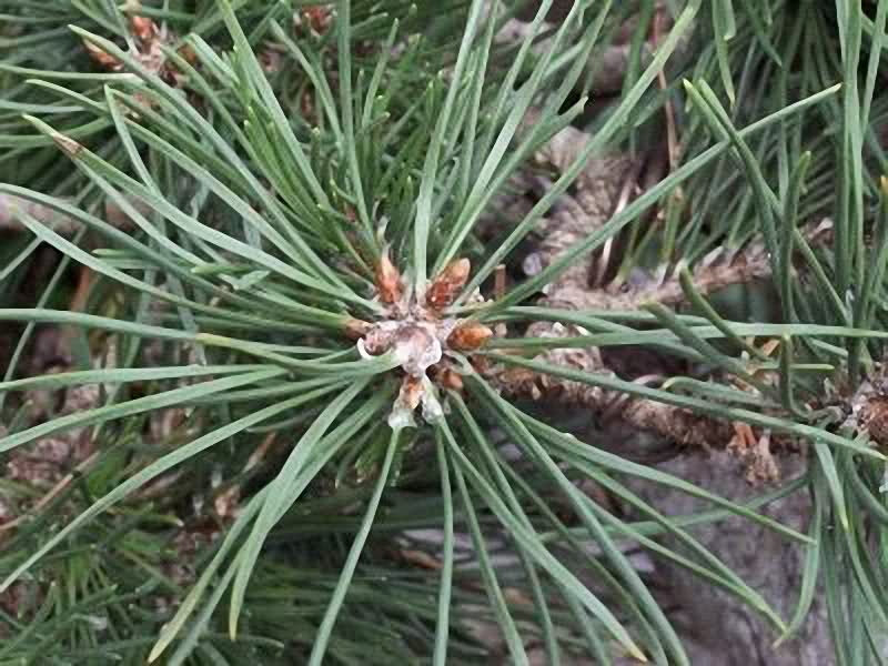 Cuidados de los pinos de dos agujas 2w6dxz7