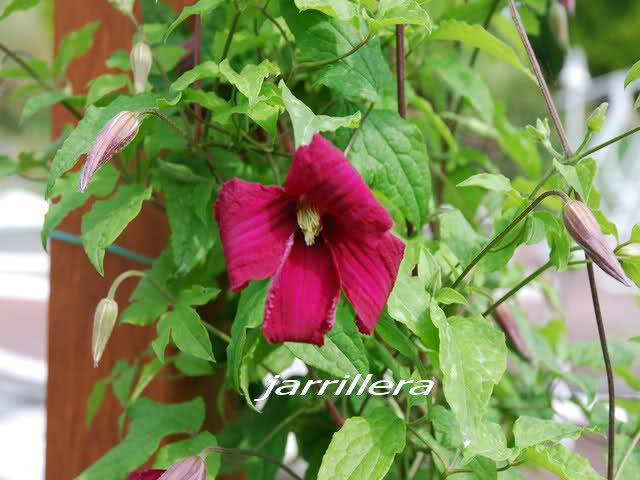 Las Clematis - Página 5 34q1d2p