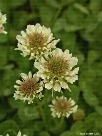 Bijela djetelina - (Trifolium repens) 6oe5jr