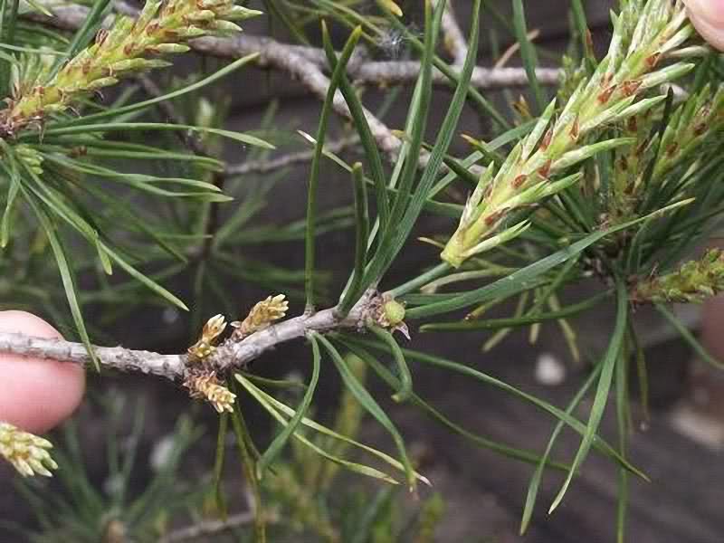 Cuidados de los pinos de dos agujas Jkdb28