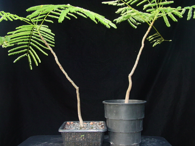 royal poinciana bonsai project Rlvpee