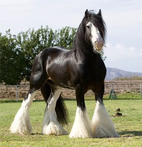 L'Irish Cob - Le poilus de mes rêves. S4ctgz