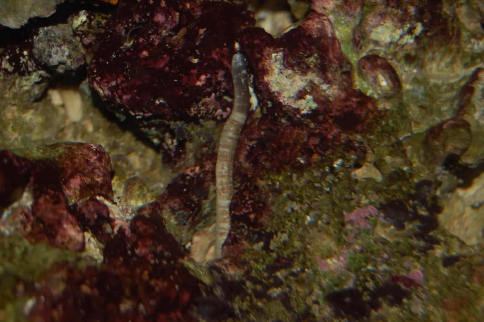Identification d'un ver et d'un coraux ou algue? Sqqtt1