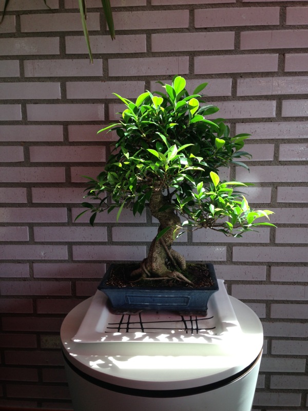 FICUS RETUSA! Aparecen hojas amarillas T721wl