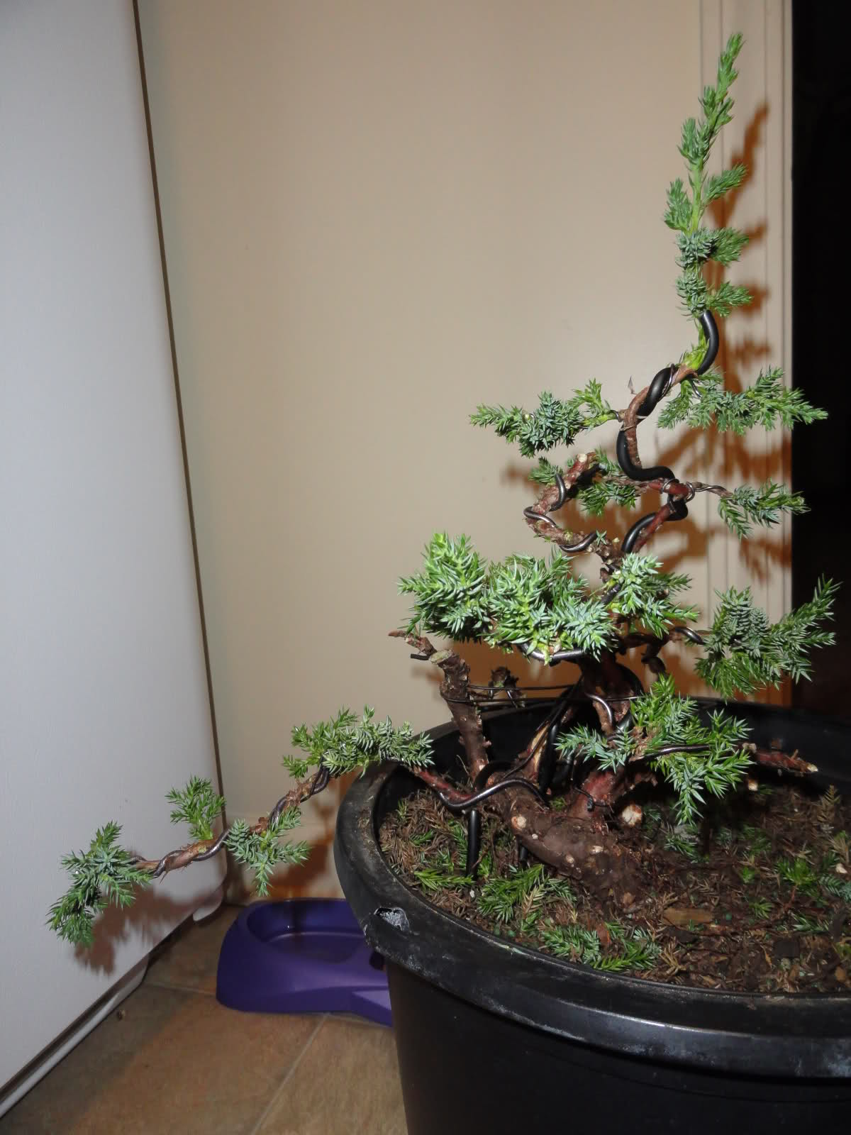 Otro de arbol de vivero a prebonsai (juniper procumbens) 14ec2vb