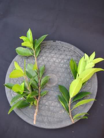 PODA DE MANTENIMIENTO DE UN FICUS RETUSA 205xc88