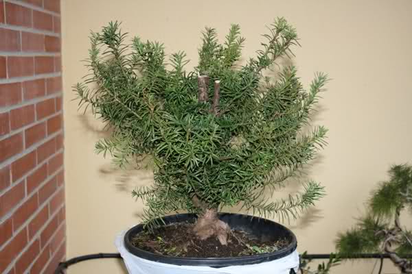 TEJO (Taxus Baccata).- 243kdcg