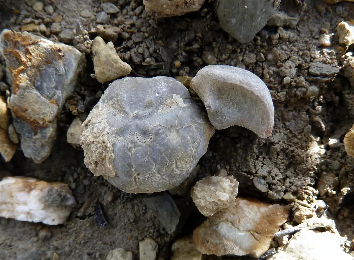 2 erizos del luteciense de la zona de vic 2d8hy7q