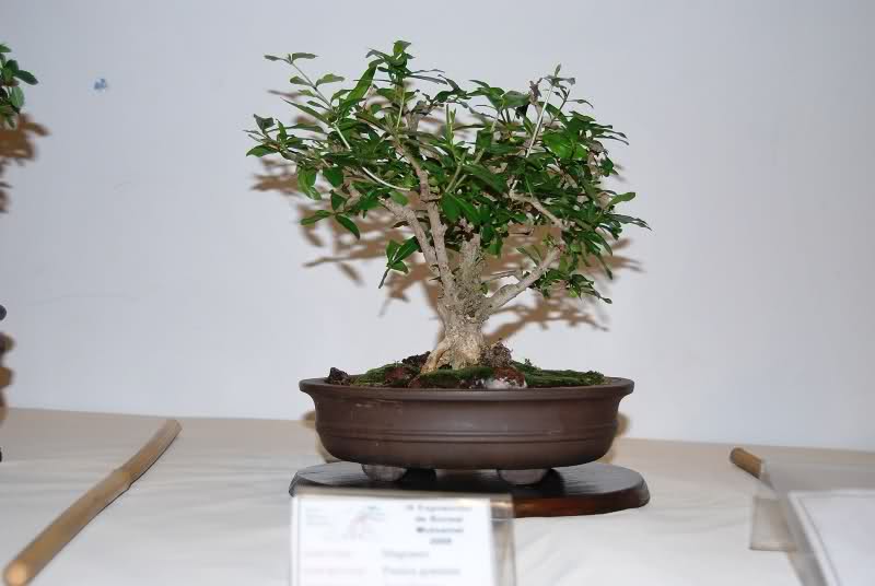 Alicante IX Bonsai Club annual show at the House of Culture Mutxamel - Alicante, Spain. 2h55oh5