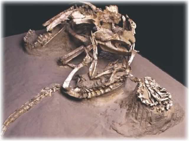 Lucha a Muerte Velociraptor-Protoceratops 6fo1lj