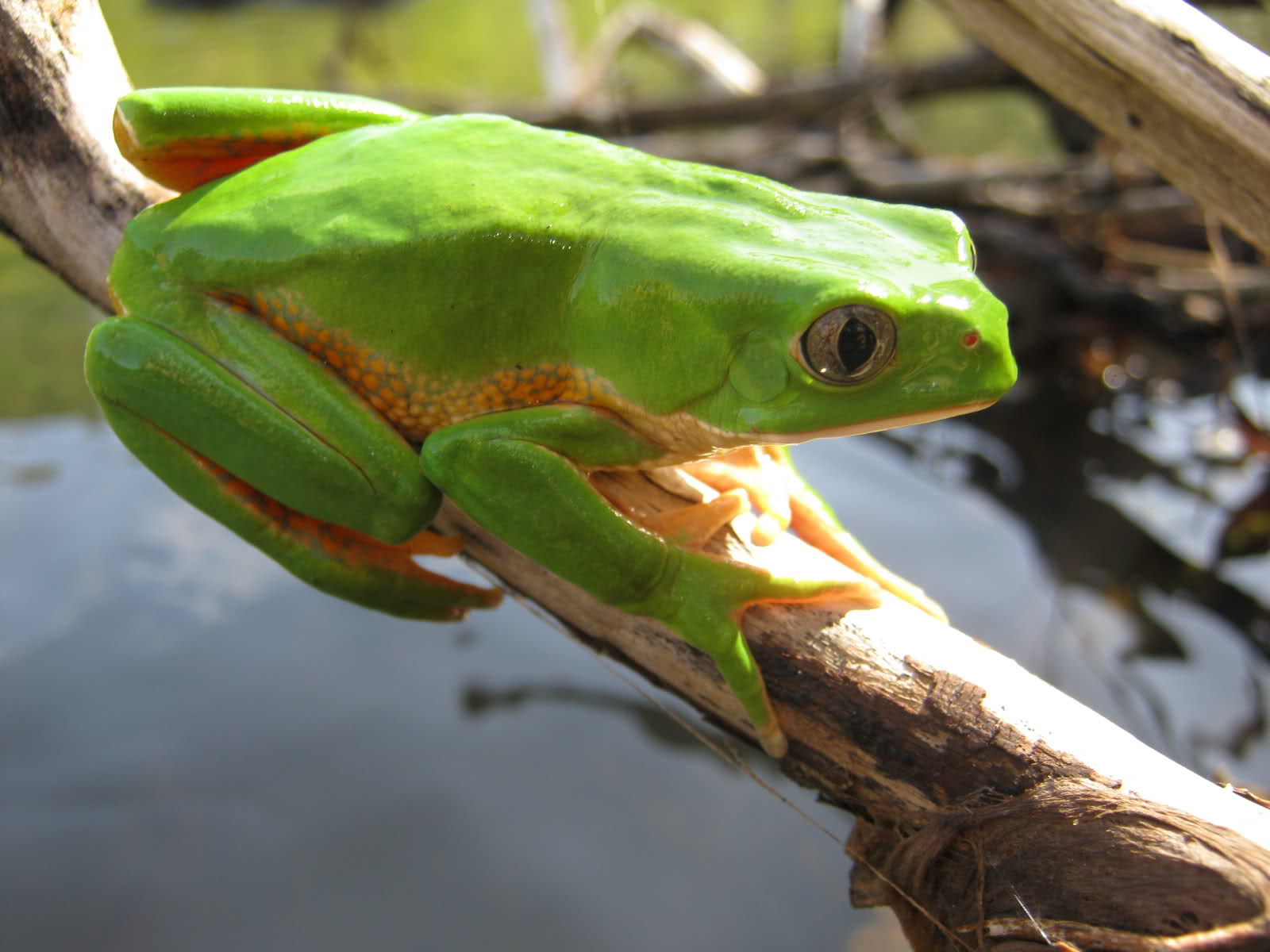 Rana Monito, Culebra verde de vientre rojo Ne1s6