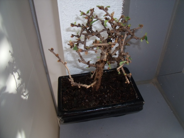 Mi bonsai sin hojas V4rl34