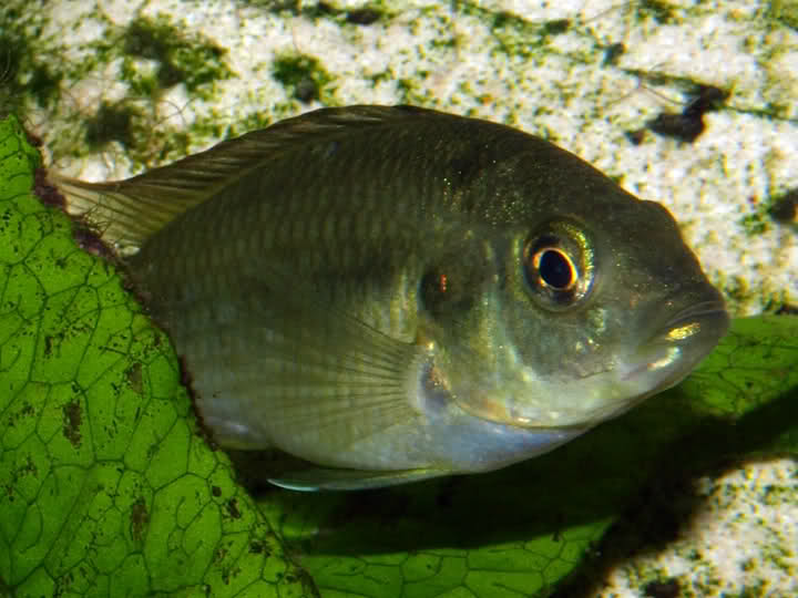 Haplochromis sp. "bukavu" 10gg03c