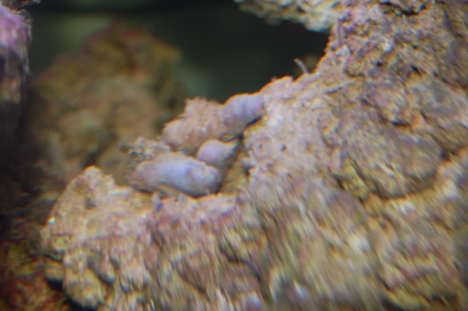Identification d'un ver et d'un coraux ou algue? 116j9yq