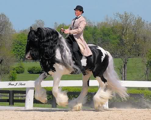 L'Irish Cob - Le poilus de mes rêves. 2i1plxx