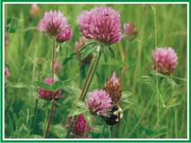 Bijela djetelina - (Trifolium repens) 2lbccab