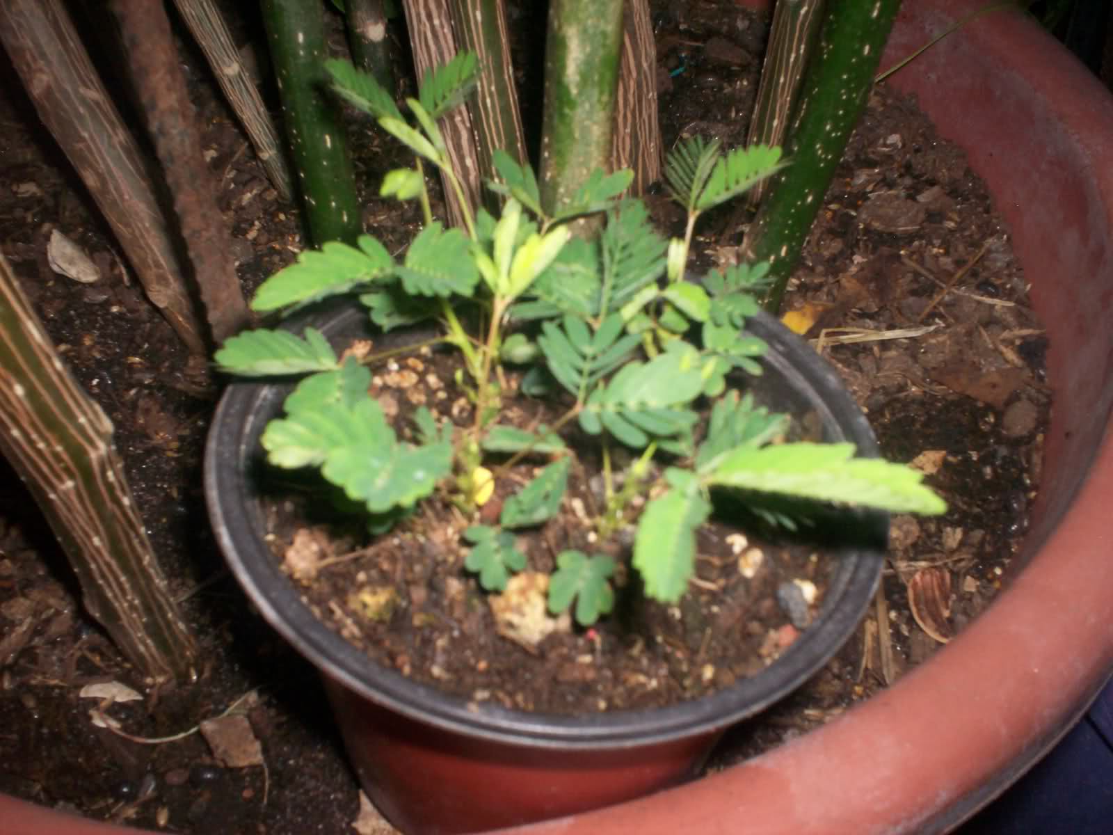 cuidados de mimosa pudica 2qjxcgi