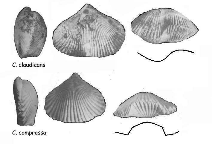 Más braquiópodos para identificar Fvi49i