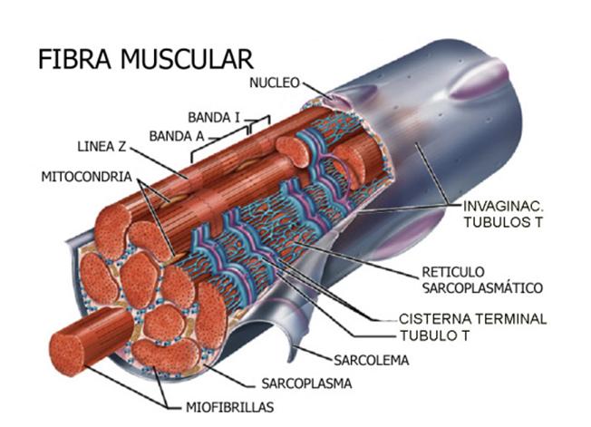 Fisiología muscular, componentes del músculo Kb4q2u