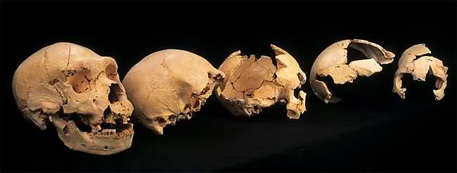 La capacidad de Comunicación Oral de Heidelbergensis y Neandertales no era inferior a la del Homo Sapiens Or49vr